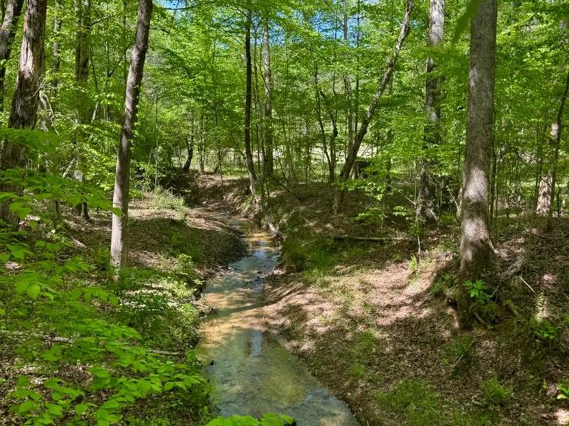 100 Acres in Choctaw County, MS : Ackerman : Choctaw County : Mississippi