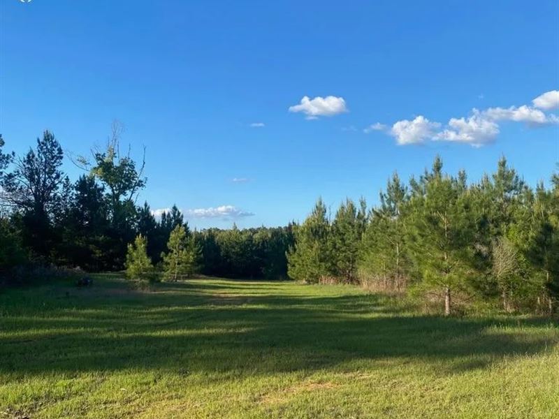 Hunting and Recreational Land : Gloster : Amite County : Mississippi