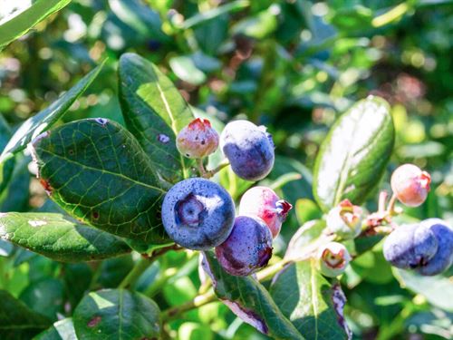 Turnkey Blueberry Farm Investment : Zolfo Springs : Hardee County : Florida