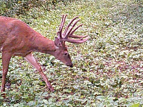 69 Acres Pierce County : Plum City : Pierce County : Wisconsin