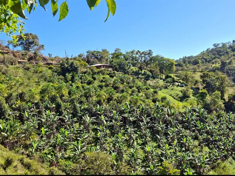 Skyview Tropical Ranch : Pejibaye Cartago : Costa Rica