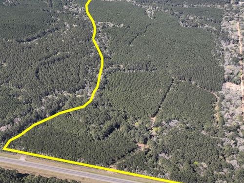 248 Acres, T-5, Highway 146 : Livingston : Polk County : Texas