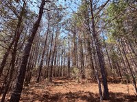 Fort Creek Timberlands : Sparta : Hancock County : Georgia