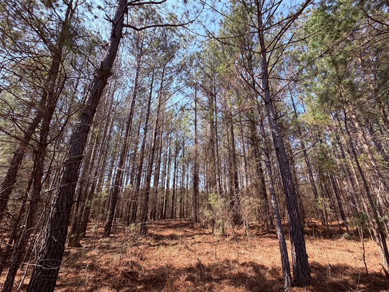 Fort Creek Timberlands : Sparta : Hancock County : Georgia