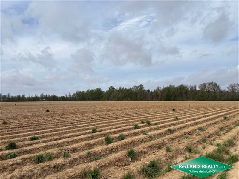 158.8 Ac Irrigated Farm : Helena-West Helena : Phillips County : Arkansas