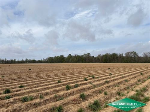 158.8 Ac Irrigated Farm : Helena-West Helena : Phillips County : Arkansas