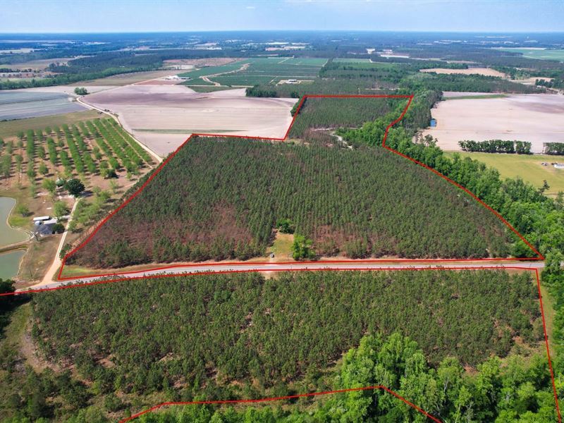 County Farm Road Timber Opportunity : Baxley : Appling County : Georgia