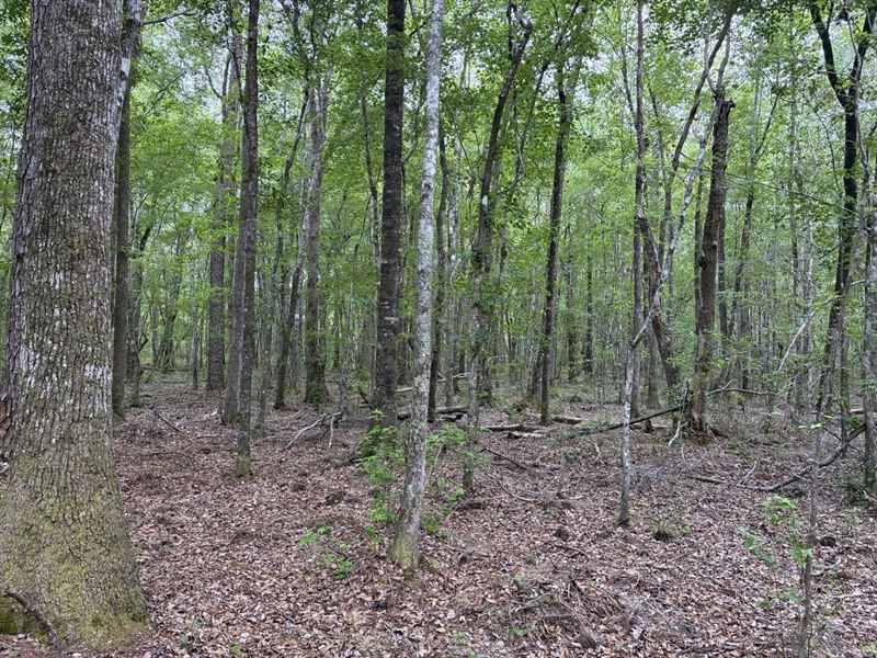 Homesite & Recreational Land : Adrian : Johnson County : Georgia