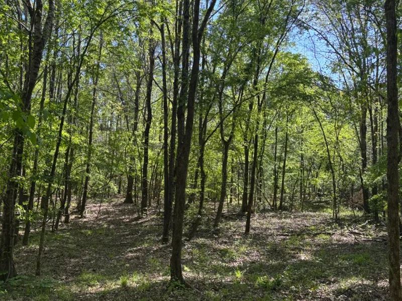 20 Acres in Pontotoc County, MS : Thaxton : Pontotoc County : Mississippi