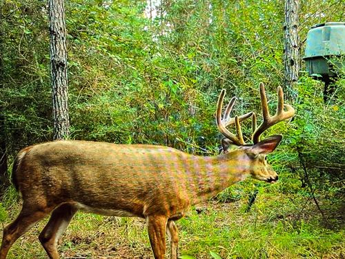 Old Creek Recreational And Timber : Wiggins : Stone County : Mississippi