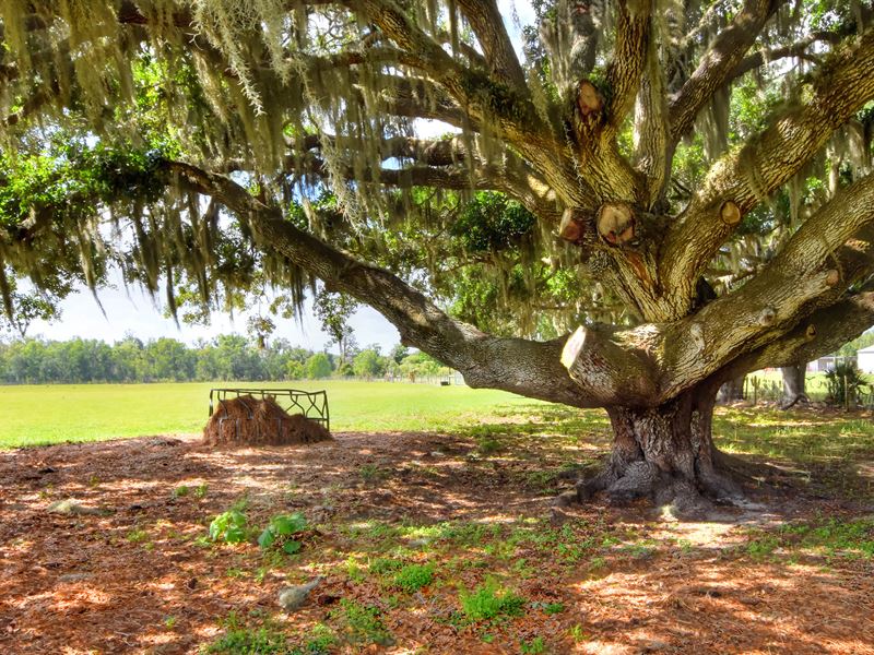 Dorman Road Acreage Homesite : Lithia : Hillsborough County : Florida