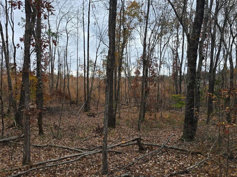 121.5 Acres in Attala County, MS : French Camp : Attala County : Mississippi