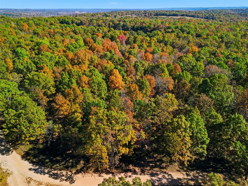 90 Acres with Timber and Hunting : Hardenville : Ozark County : Missouri