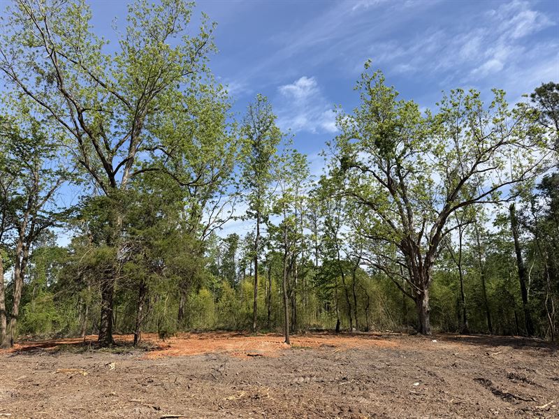 County Road 410 Tract-61 Acres : Quitman : Clarke County : Mississippi