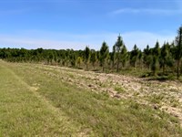 Beautiful 39.5 Acres : Live Oak : Suwannee County : Florida