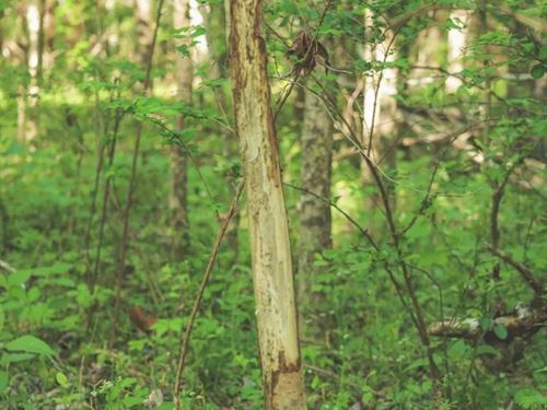 6.97 Acres in Franklin County, TN : Estill Springs : Franklin County : Tennessee