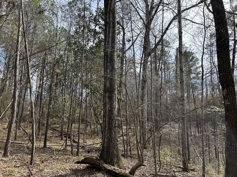 Garland I-65 Tract : Garland : Butler County : Alabama