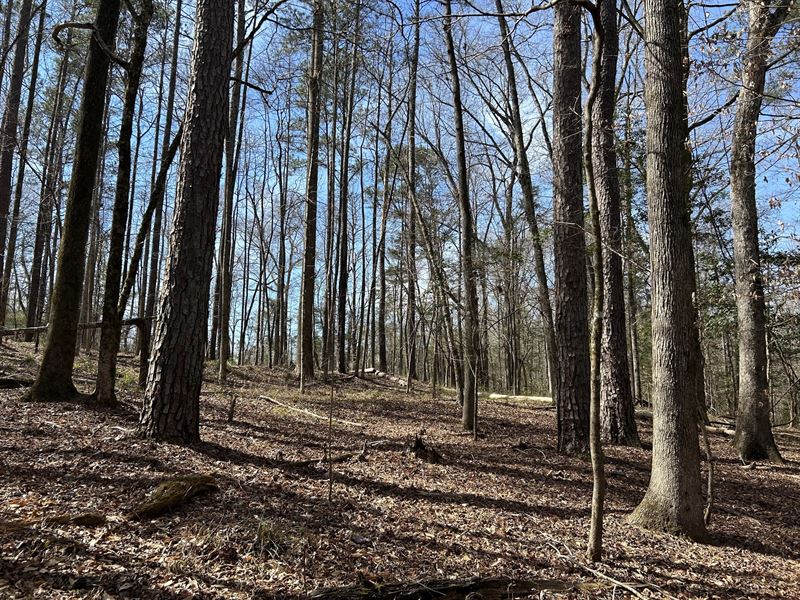 Garland Reid Road Tract : Garland : Butler County : Alabama