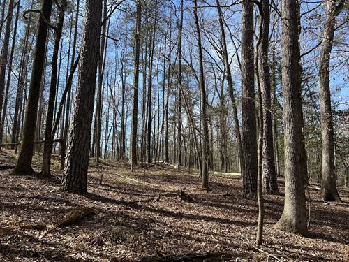 Garland Reid Road Tract : Garland : Butler County : Alabama