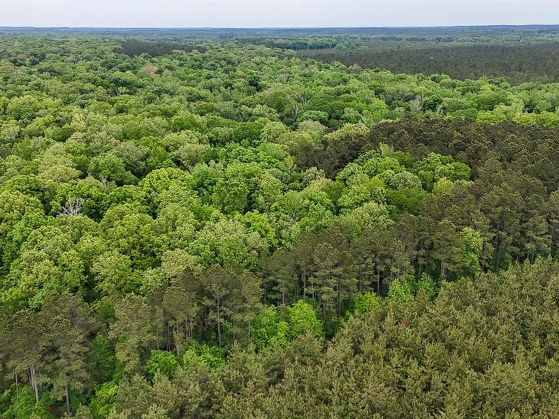 Big Cane Creek Tract : Marion : Union Parish : Louisiana