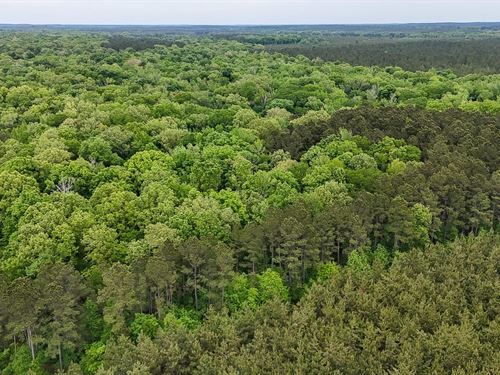 Big Cane Creek Tract : Marion : Union Parish : Louisiana