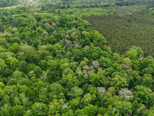 Quigley Big Cane Creek Tract : Marion : Union Parish : Louisiana