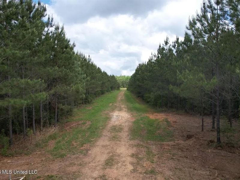 47 Acres in St Helena Parish, LA : Greensburg : Saint Helena Parish : Louisiana