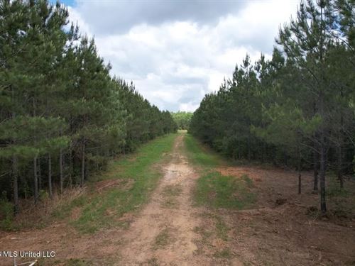 47 Acres in St Helena Parish, LA : Greensburg : Saint Helena Parish : Louisiana