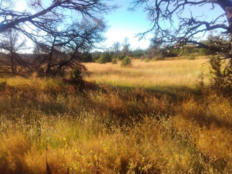 5.04 Acres in Pine Meadow Ranches : Pinehill : Cibola County : New Mexico