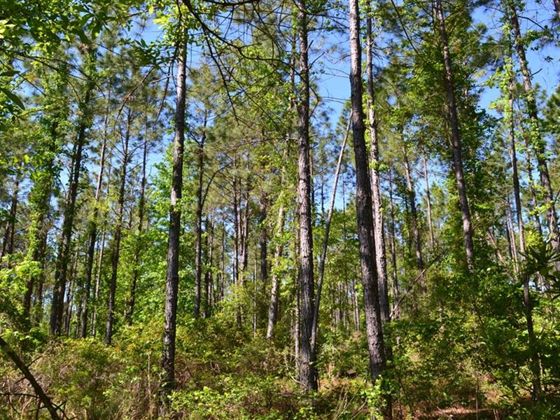 Mayberry Tract 6 : Dublin : Laurens County : Georgia