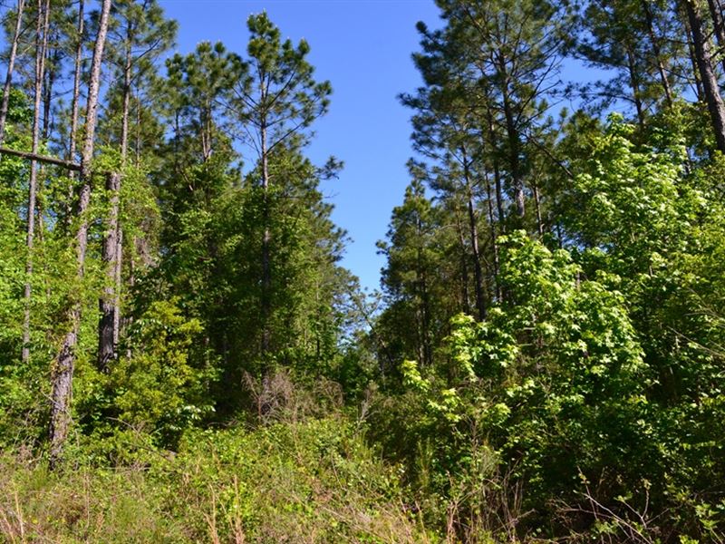 Mayberry Tract 5 : Dublin : Laurens County : Georgia