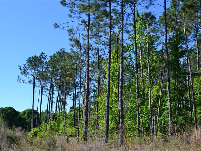 Mayberry Tract 4 : Dublin : Laurens County : Georgia