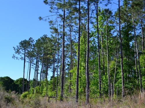 Mayberry Tract 4 : Dublin : Laurens County : Georgia