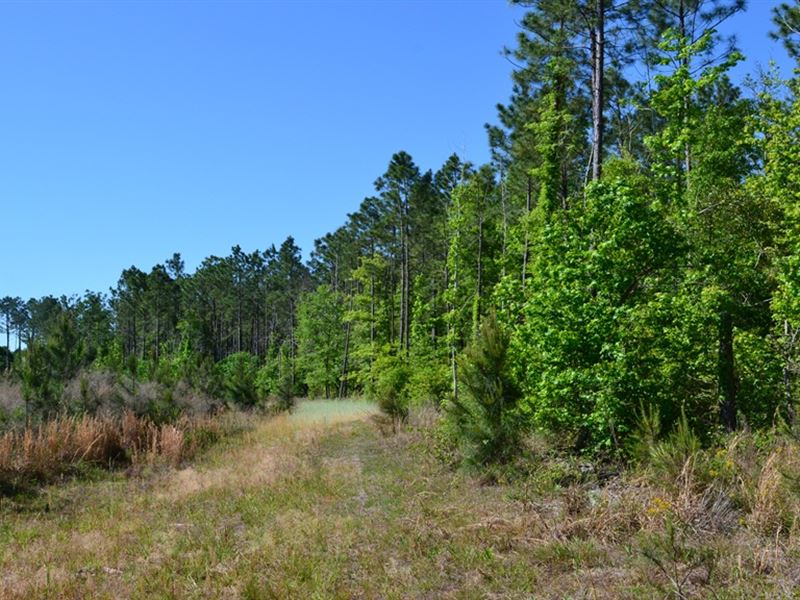 Mayberry Tract 3 : Dublin : Laurens County : Georgia