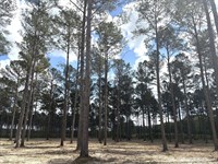 Hardie Farms Tract 1 : Gordon : Wilkinson County : Georgia