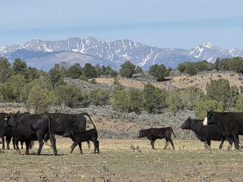 Twin Streams Retreat : Hesperus : La Plata County : Colorado