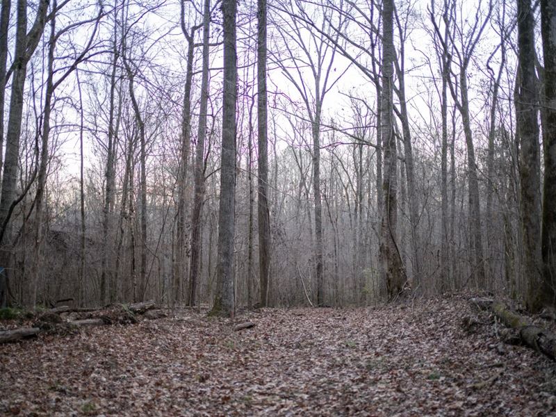 428 Acres in Jefferson County, MS : Fayette : Jefferson County : Mississippi