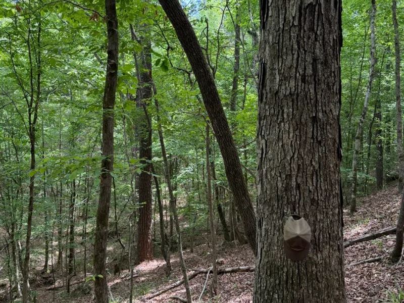 120 Acres in Lauderdale County, MS : Meridian : Lauderdale County : Mississippi