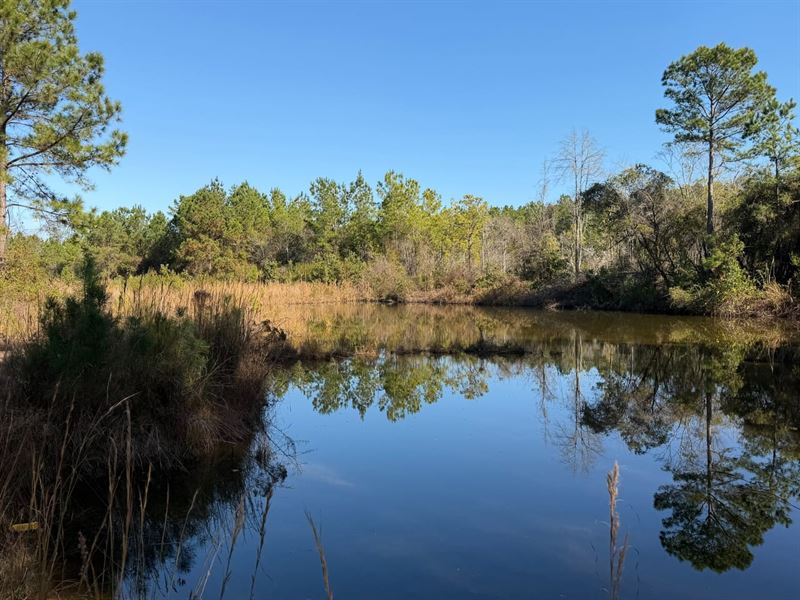 38.42 Acres in Southwest Pierce Cou : Blackshear : Pierce County : Georgia