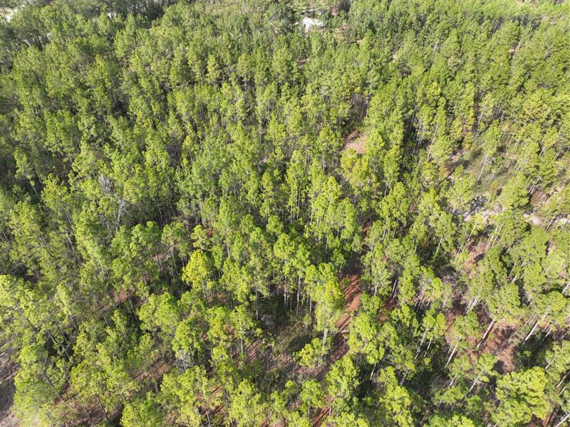 10 Ac Land for Sale in Charlton : Folkston : Charlton County : Georgia