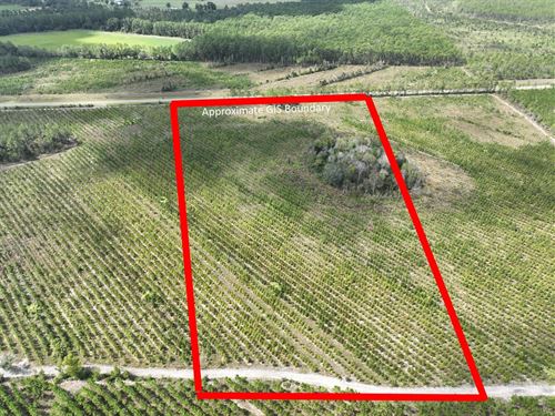 16.35 Acres Tract 2 Jamestown Rd : Waycross : Ware County : Georgia