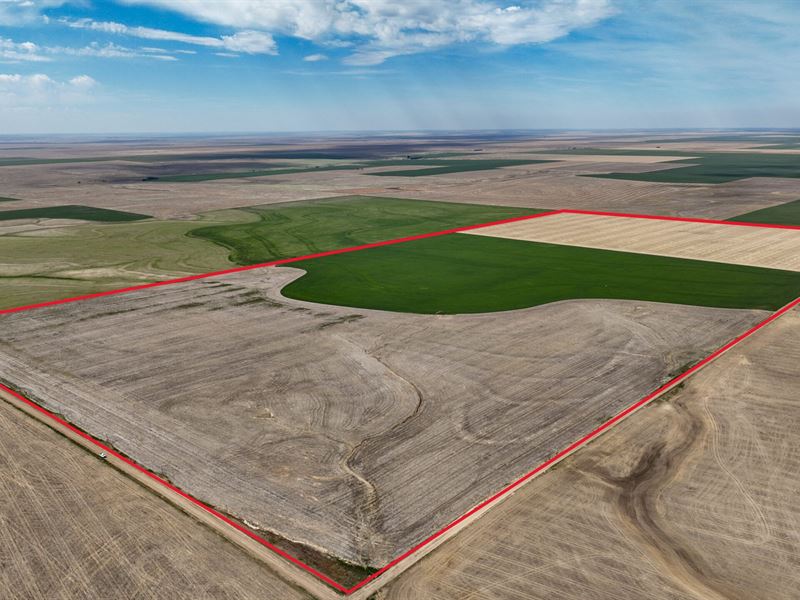 Lane County 311 : Dighton : Lane County : Kansas