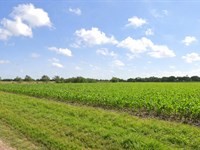 Beautiful 10 Acres in Santa Rosa : Santa Rosa : Cameron County : Texas