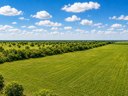 Beautiful 10 Acres in Orange Grove : Robstown : Nueces County : Texas