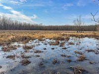 Mississippi Delta Ducks And Bucks : Lambert : Quitman County : Mississippi