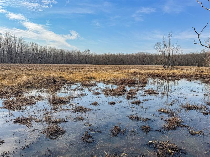 Mississippi Delta Ducks and Bucks : Lambert : Quitman County : Mississippi