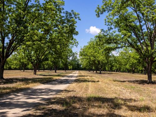 Candler Pecan Orchard : Metter : Candler County : Georgia