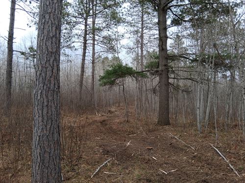 10 Acres Near State Land Bytomahawk : Tomahawk : Oneida County : Wisconsin