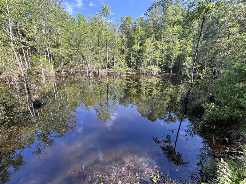 Russell Road 60 Acre Tract : Citronelle : Mobile County : Alabama