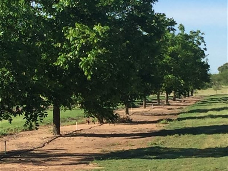 Family Farm with Pecan Trees : Falfurrias : Brooks County : Texas